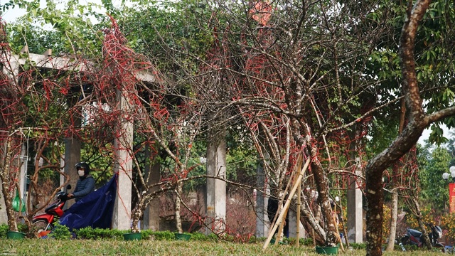Những cành đào dán tem đầu tiên xuất hiện ở Hà Nội - 8 Những cành đào dán tem đầu tiên xuất hiện ở Hà Nội - 8