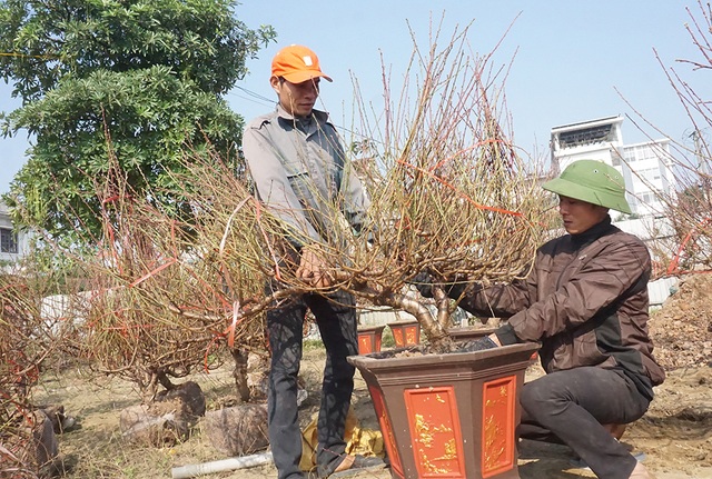 Lao động thời vụ căng sức làm việc, kiếm 300 nghìn/ngày ở các vựa hoa Tết - 5 Lao động thời vụ căng sức làm việc, kiếm 300 nghìn/ngày ở các vựa hoa Tết - 5