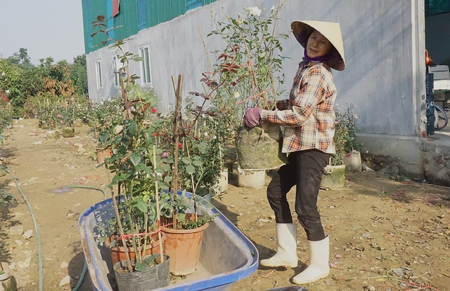 Lao động thời vụ căng sức làm việc, kiếm 300 nghìn/ngày ở các vựa hoa Tết - 3 Lao động thời vụ căng sức làm việc, kiếm 300 nghìn/ngày ở các vựa hoa Tết - 3