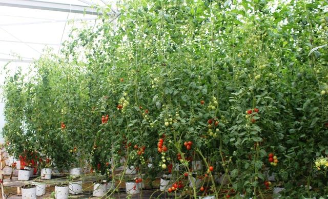 Thu nhập bất ngờ từ giống cà chua có thân dài hàng chục mét - 3