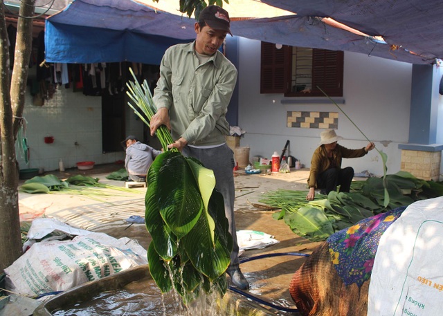 Hồ hởi thu hoạch ngọc xanh, dân Hà Nội kiếm tiền triệu mỗi ngày dịp Tết - 9