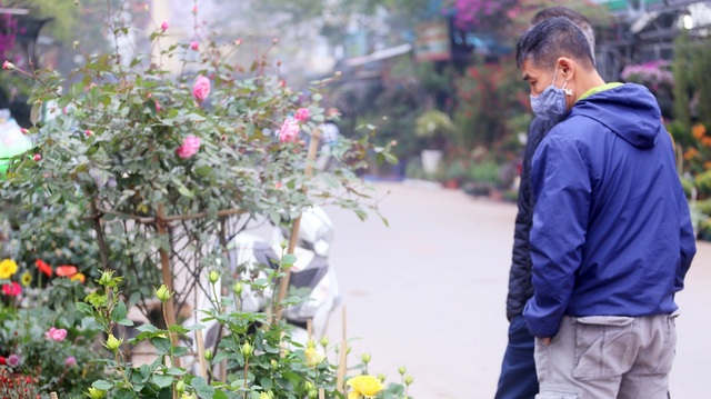 Những chậu hoa hồng giá rẻ hút người mua dịp cận Tết - 1 Những chậu hoa hồng giá rẻ hút người mua dịp cận Tết - 1