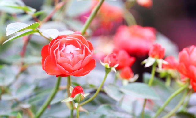 Những chậu hoa hồng giá rẻ hút người mua dịp cận Tết - 8 Những chậu hoa hồng giá rẻ hút người mua dịp cận Tết - 8