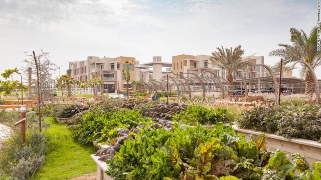 Cảnh trồng rau, nuôi gà trong thành phố xanh đầu tiên ở Dubai - 3