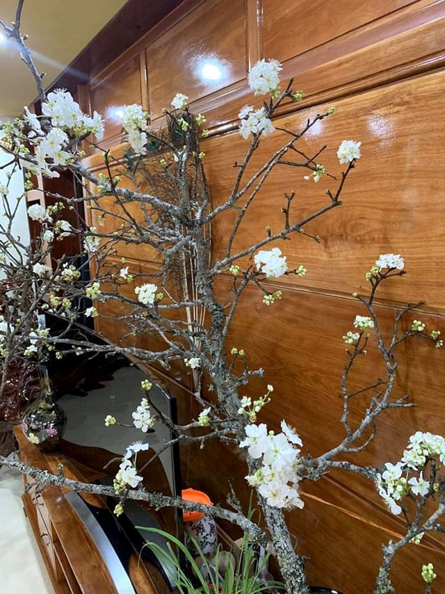 Cành hoa mận cổ về Hà Nội, giá tiền triệu vẫn hút dân mua chơi Tết - 4 Cành hoa mận cổ về Hà Nội, giá tiền triệu vẫn hút dân mua chơi Tết - 4