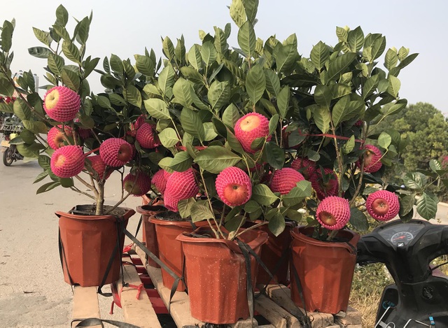Bỏ tiền thật mua cây giả: Khi thượng đế... sập bẫy! - 1 Bỏ tiền thật mua cây giả: Khi thượng đế... sập bẫy! - 1