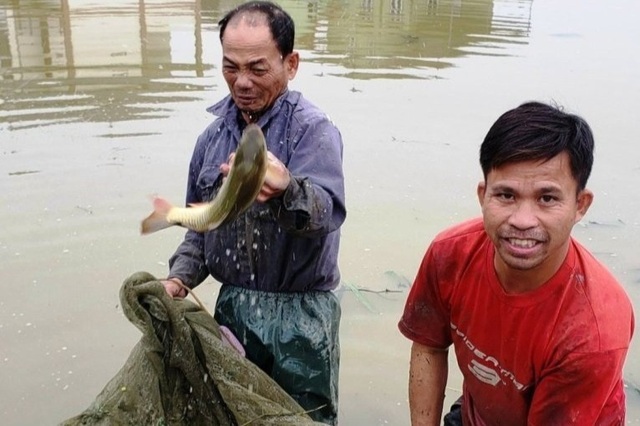 Giáp Tết, bội thu nhờ nuôi cá vụ 3 thay trồng lúa - 2 Giáp Tết, bội thu nhờ nuôi cá vụ 3 thay trồng lúa - 2