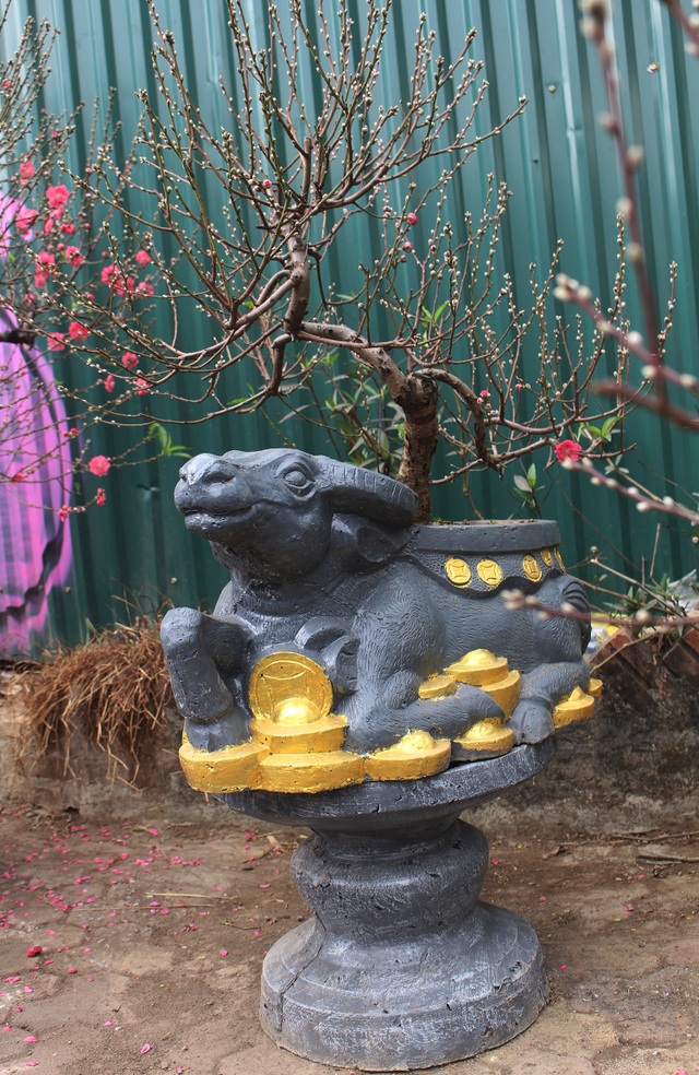Tết chơi sang, xuống tay 2 triệu đồng mua trâu đen cõng hoa đào - 2 Tết chơi sang, xuống tay 2 triệu đồng mua trâu đen cõng hoa đào - 2