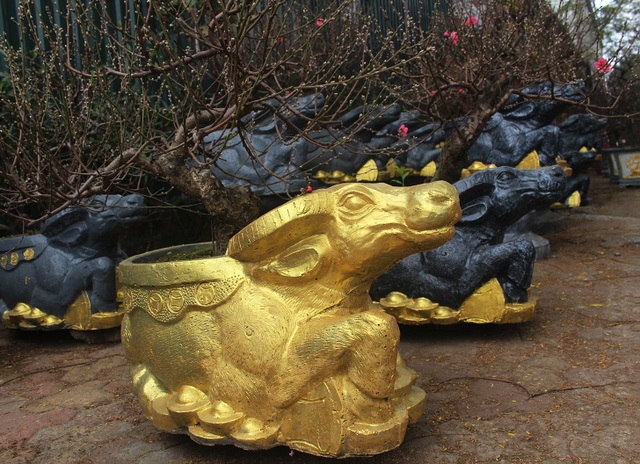 Tết chơi sang, xuống tay 2 triệu đồng mua trâu đen cõng hoa đào - 4 Tết chơi sang, xuống tay 2 triệu đồng mua trâu đen cõng hoa đào - 4