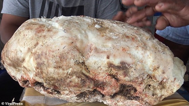 Vô tình nhặt được hòn đá lạ, nặng 7 kg, ngư dân trẻ vớ bẫm được cả kho báu tiền tỷ - 2 Vô tình nhặt được hòn đá lạ, nặng 7 kg, ngư dân trẻ vớ bẫm được cả kho báu tiền tỷ - 2