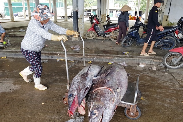 Trúng vụ cá, ngư dân có thêm nhu nhập đón Tết - 3 Trúng vụ cá, ngư dân có thêm nhu nhập đón Tết - 3