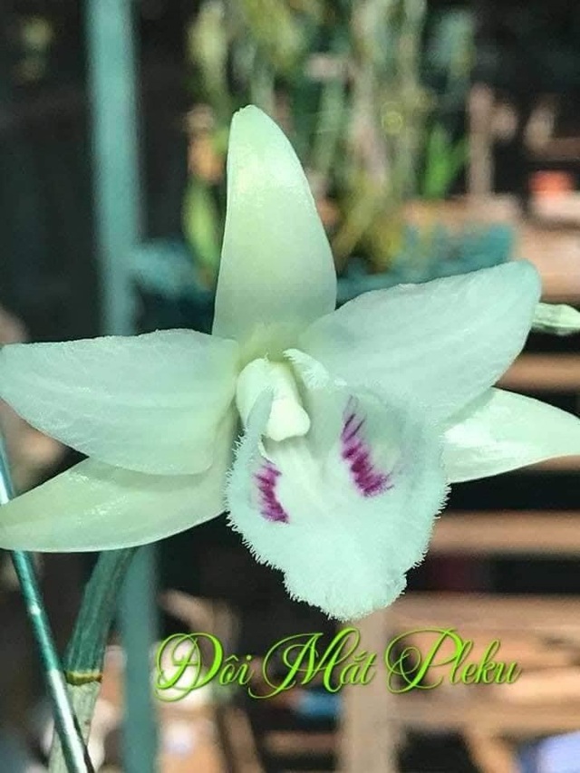 Đôi mắt Pleiku - Hoa lan đột biến có một không hai được săn đón nhất hiện nay - 2 Đôi mắt Pleiku - Hoa lan đột biến có một không hai được săn đón nhất hiện nay - 2