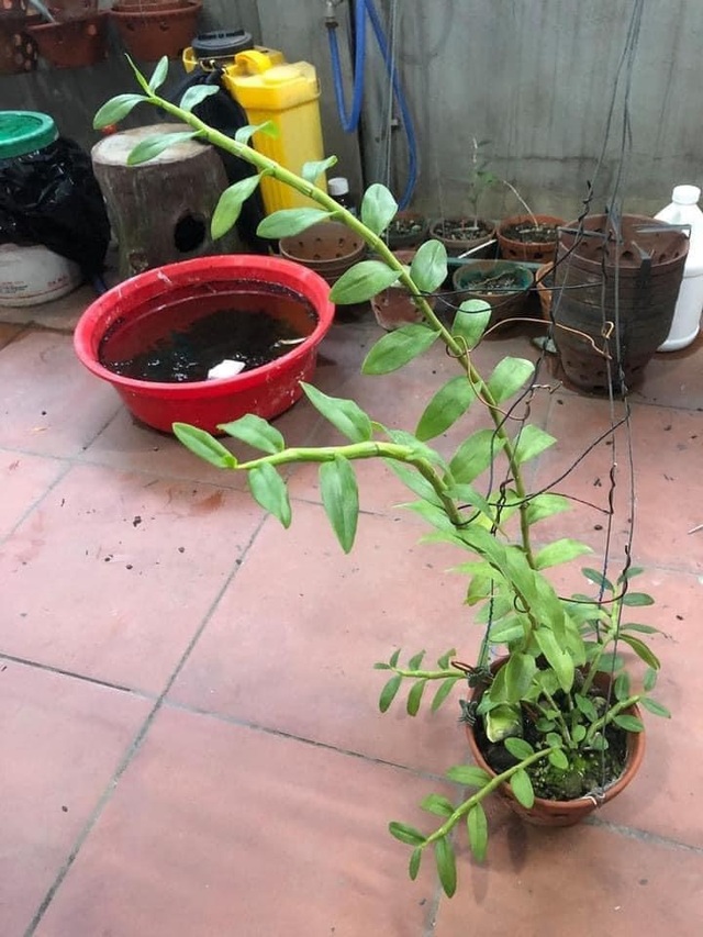 Đôi mắt Pleiku - Hoa lan đột biến có một không hai được săn đón nhất hiện nay - 4 Đôi mắt Pleiku - Hoa lan đột biến có một không hai được săn đón nhất hiện nay - 4