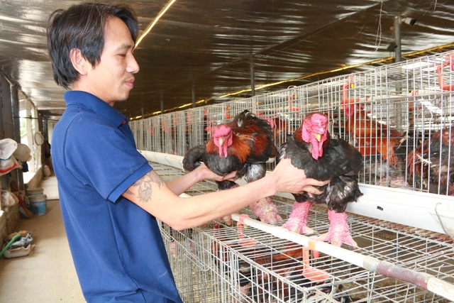 Giáp Tết, anh nông dân nuôi gà chân Voi đút túi trăm triệu đồng - 2 Giáp Tết, anh nông dân nuôi gà chân Voi đút túi trăm triệu đồng - 2