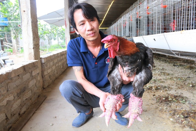 Giáp Tết, anh nông dân nuôi gà chân Voi đút túi trăm triệu đồng - 3 Giáp Tết, anh nông dân nuôi gà chân Voi đút túi trăm triệu đồng - 3