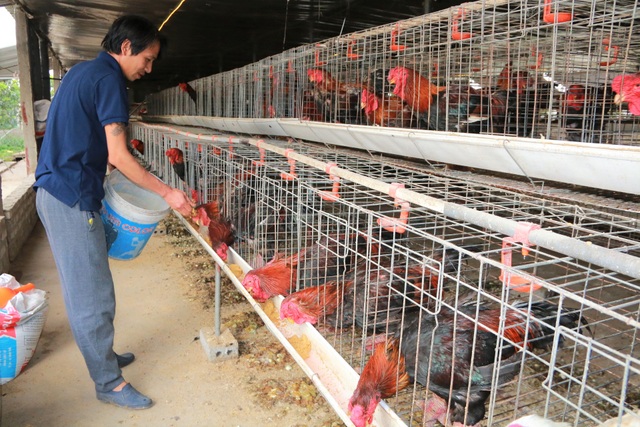 Giáp Tết, anh nông dân nuôi gà chân Voi đút túi trăm triệu đồng - 1 Giáp Tết, anh nông dân nuôi gà chân Voi đút túi trăm triệu đồng - 1