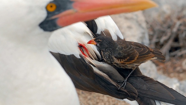 Kỳ lạ loài chim sẻ thích uống máu những con chim biển lớn - 2