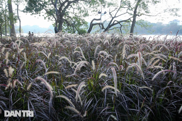 Bức xúc du khách giẫm nát vườn lau tím ở ven hồ Gươm để chụp ảnh sống ảo - 1