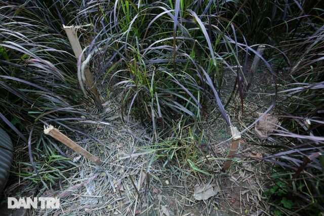 Bức xúc du khách giẫm nát vườn lau tím ở ven hồ Gươm để chụp ảnh sống ảo - 8