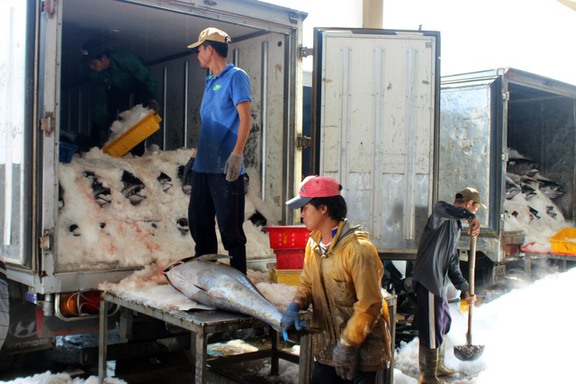 Cận cảnh mẻ cá ngừ đại dương nặng 40 - 60kg/con cập cảng ngày giáp Tết - 11