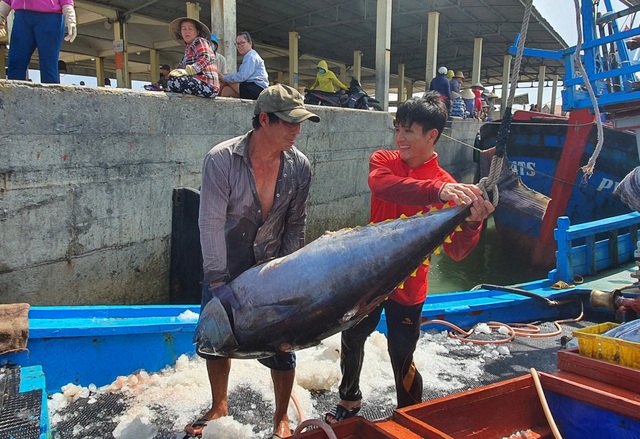 Cận cảnh mẻ cá ngừ đại dương nặng 40 - 60kg/con cập cảng ngày giáp Tết - 6
