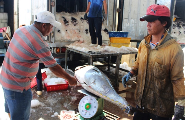 Cận cảnh mẻ cá ngừ đại dương nặng 40 - 60kg/con cập cảng ngày giáp Tết - 9