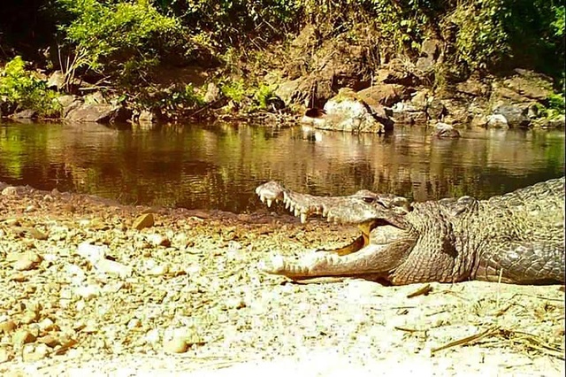 Người đàn ông tự cạy hàm cá sấu để trốn thoát khi bị ngọam vào đầu - 1 Người đàn ông tự cạy hàm cá sấu để trốn thoát khi bị ngọam vào đầu - 1