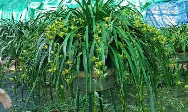 Hiếm có mùa Tết: Lan Trần Mộng siêu rẻ, 20.000 đồng/cành hoa dài cả mét - 1