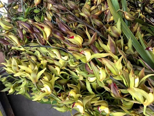 Hiếm có mùa Tết: Lan Trần Mộng siêu rẻ, 20.000 đồng/cành hoa dài cả mét - 4