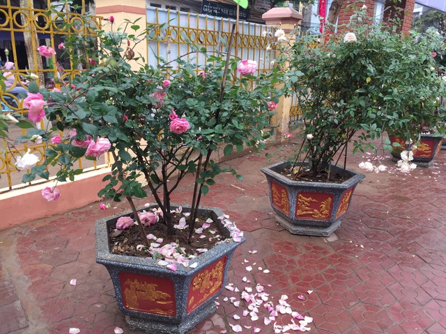 Chán đào quất, nhiều người dân mua hoa hồng cổ Sa Pa chơi Tết - 2 Chán đào quất, nhiều người dân mua hoa hồng cổ Sa Pa chơi Tết - 2