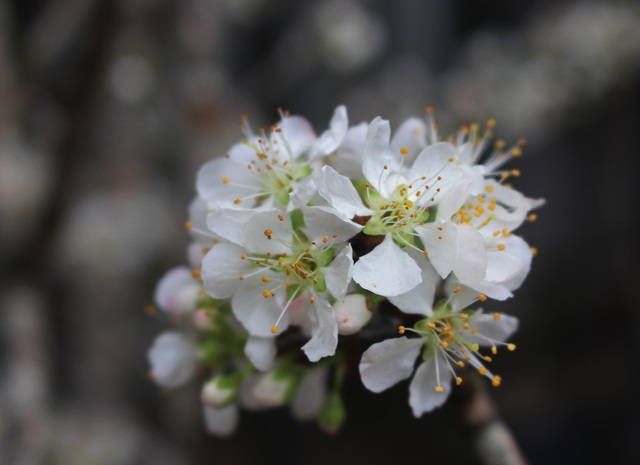 Hanoi: Quat, apricot, orchid, racing to carry spring down the street - 6