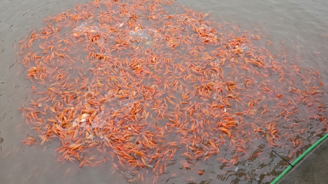 Tet, Mr. Cong, Mr. Tao: Carp farmers accepted a deposit of hundreds of millions VND - 3