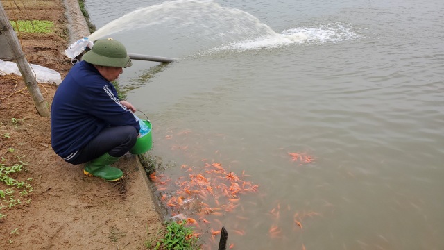 Tet, Mr. Cong, Mr. Tao: Carp farmers accept deposits of hundreds of million VND - 9