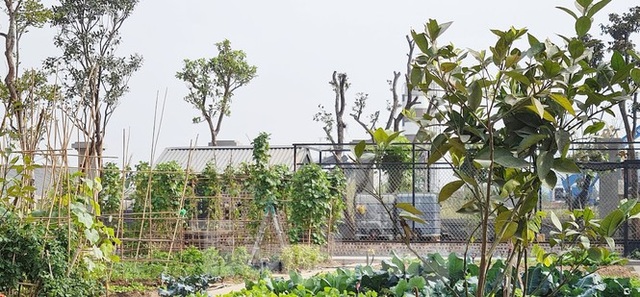 Biệt thự nuôi gà, trồng rau ngoại thành Hà Nội bất ngờ được thổi giá dựng ngược - 13