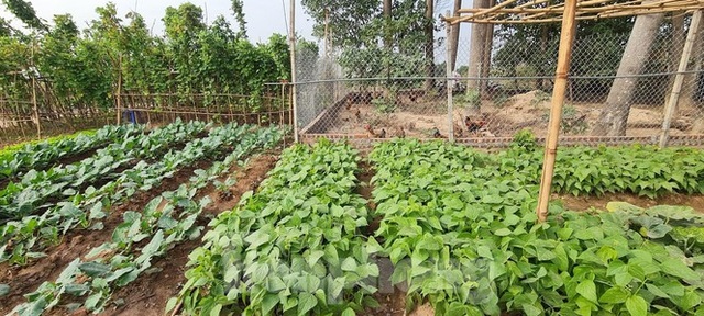 Biệt thự nuôi gà, trồng rau ngoại thành Hà Nội bất ngờ được thổi giá dựng ngược - 8 Biệt thự nuôi gà, trồng rau ngoại thành Hà Nội bất ngờ được thổi giá dựng ngược - 8