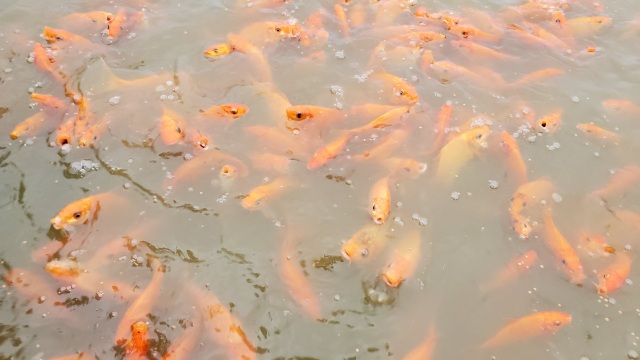 Tet, Mr. Cong, Mr. Tao: Carp farmers accept deposits of hundreds of millions of VND - 6