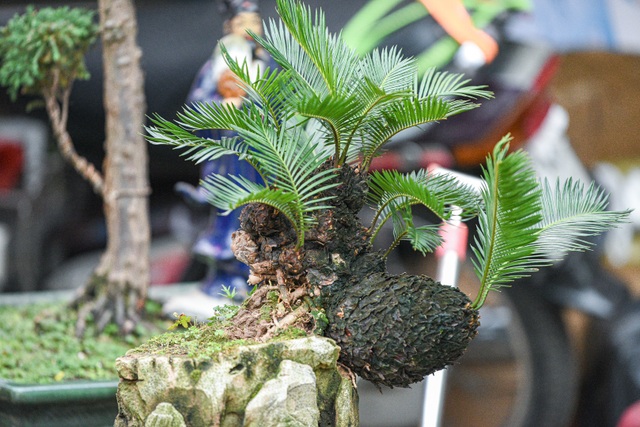 Vạn tuế bonsai mini chơi Tết giá chục triệu đồng ở Hà Nội - 11 Vạn tuế bonsai mini chơi Tết giá chục triệu đồng ở Hà Nội - 11