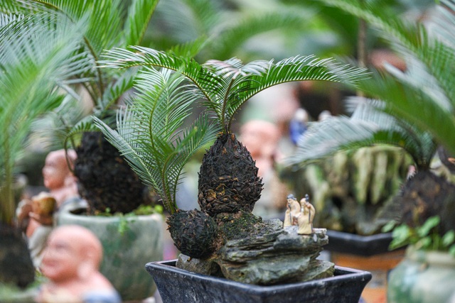 Vạn tuế bonsai mini chơi Tết giá chục triệu đồng ở Hà Nội - 3 Vạn tuế bonsai mini chơi Tết giá chục triệu đồng ở Hà Nội - 3