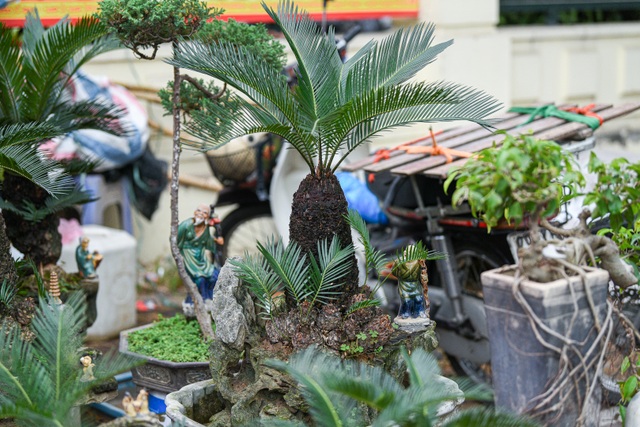 Vạn tuế bonsai mini chơi Tết giá chục triệu đồng ở Hà Nội - 8 Vạn tuế bonsai mini chơi Tết giá chục triệu đồng ở Hà Nội - 8