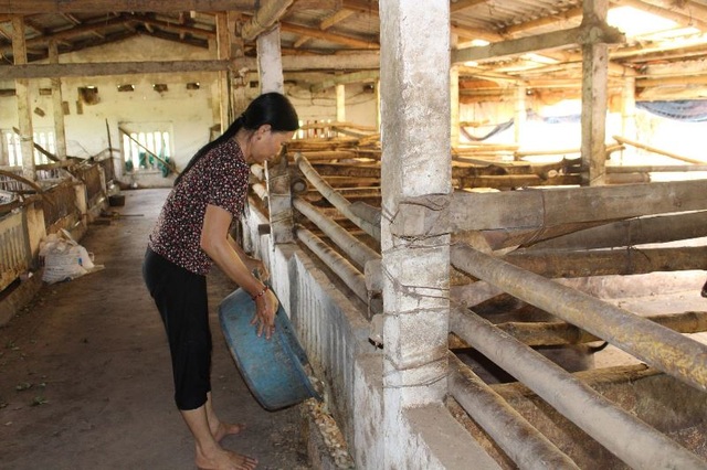 At the end of the year, people who raise wild pigs and pheasants in Nam Dinh are very popular - 2