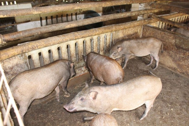 At the end of the year, people who raise wild boars and pheasants in Nam Dinh are very popular - 1