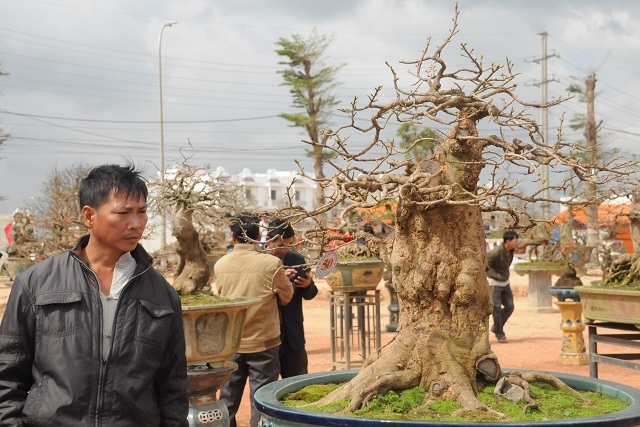 Chiêm ngưỡng những tác phẩm mai Tết có dáng độc giá hàng trăm triệu đồng - 4 Chiêm ngưỡng những tác phẩm mai Tết có dáng độc giá hàng trăm triệu đồng - 4