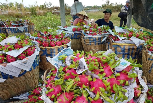 Thương lái Trung Quốc ép giá, người trồng thanh long lao đao - 1 Thương lái Trung Quốc ép giá, người trồng thanh long lao đao - 1