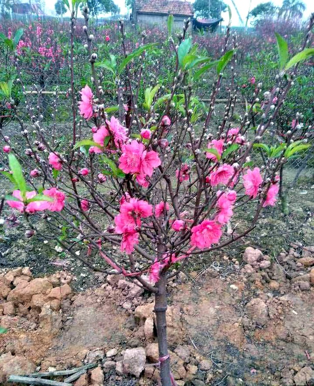 Thương vụ nhớ đời: Buôn 300 cành đào Tết, vợ chồng trẻ lỗ nặng - 3 Thương vụ nhớ đời: Buôn 300 cành đào Tết, vợ chồng trẻ lỗ nặng - 3