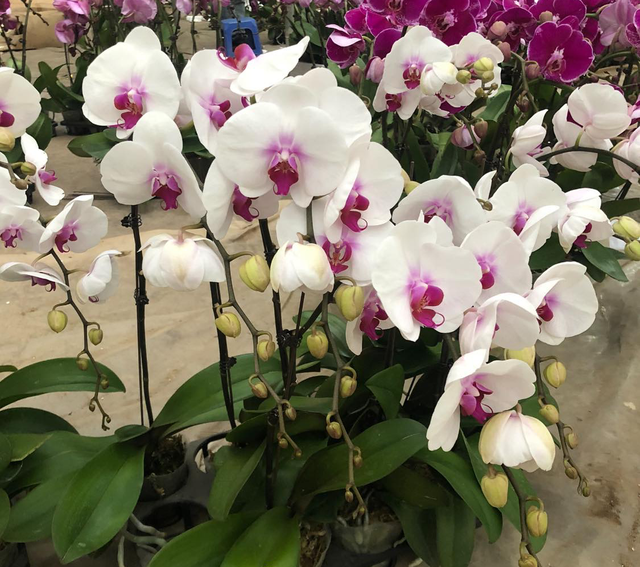 Mất ngủ vì nhập nửa tỷ tiền hoa, tính chuyện xả hàng Tết sớm - 1 Mất ngủ vì nhập nửa tỷ tiền hoa, tính chuyện xả hàng Tết sớm - 1