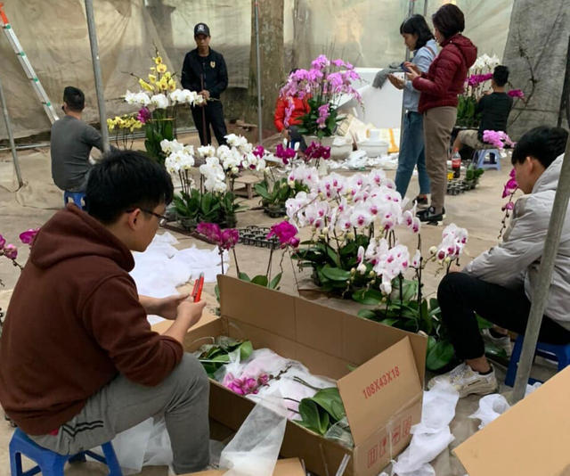 Mất ngủ vì nhập nửa tỷ tiền hoa, tính chuyện xả hàng Tết sớm - 2 Mất ngủ vì nhập nửa tỷ tiền hoa, tính chuyện xả hàng Tết sớm - 2