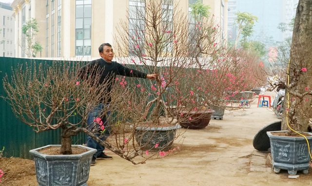 Người bán đào lo âu, thấp thỏm vì dịch Covid-19 - 1 Người bán đào lo âu, thấp thỏm vì dịch Covid-19 - 1