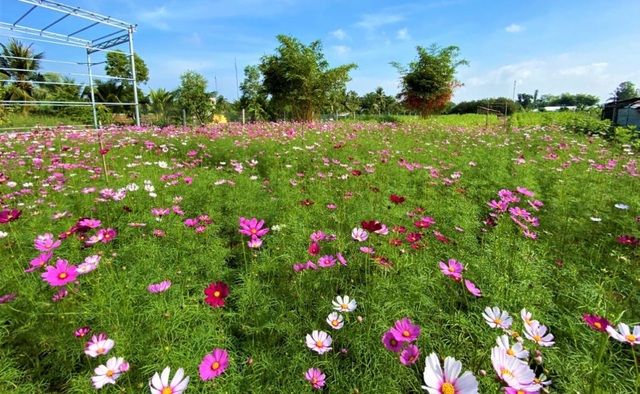 Chiêm ngưỡng vườn hoa tam giác mạch giữa đất Tây Đô - 8 Chiêm ngưỡng vườn hoa tam giác mạch giữa đất Tây Đô - 8