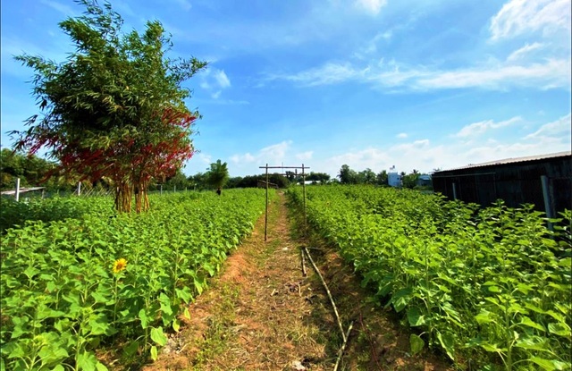 Chiêm ngưỡng vườn hoa tam giác mạch giữa đất Tây Đô - 9 Chiêm ngưỡng vườn hoa tam giác mạch giữa đất Tây Đô - 9