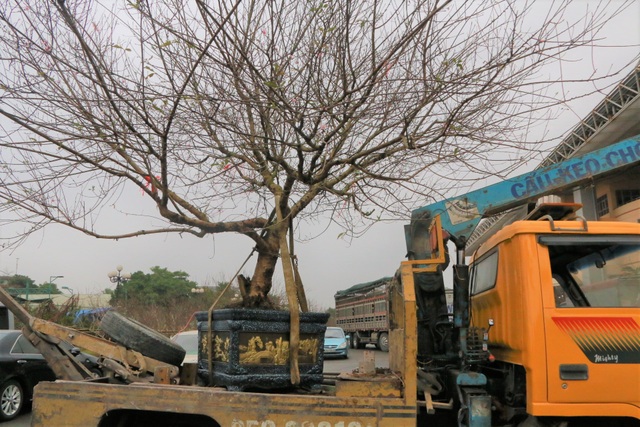 Người dân nô nức rước nàng xuân về nhà khi dịch Covid-19 được khống chế - 10 Người dân nô nức rước nàng xuân về nhà khi dịch Covid-19 được khống chế - 10